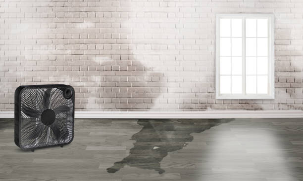 Best Sewage cleanup and water damage restoration  in South Haven, IN