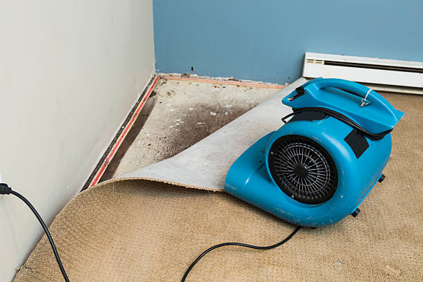 Best Local water damage restoration  in South Haven, IN